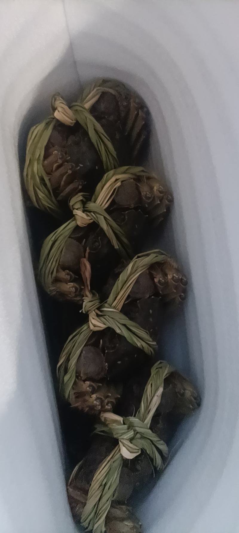 大量出售批发精品残公，精品残母，精品九指公，精品九指母