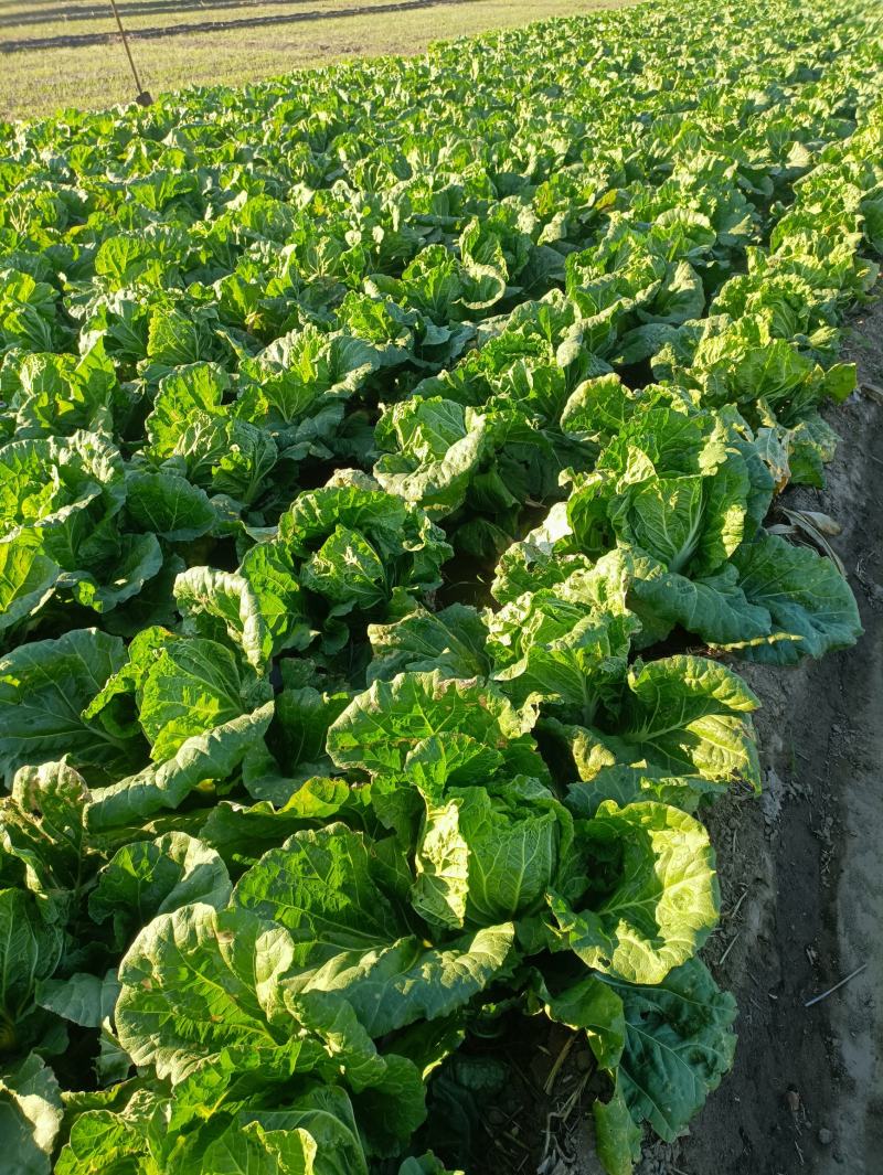 黄心大圆白菜
