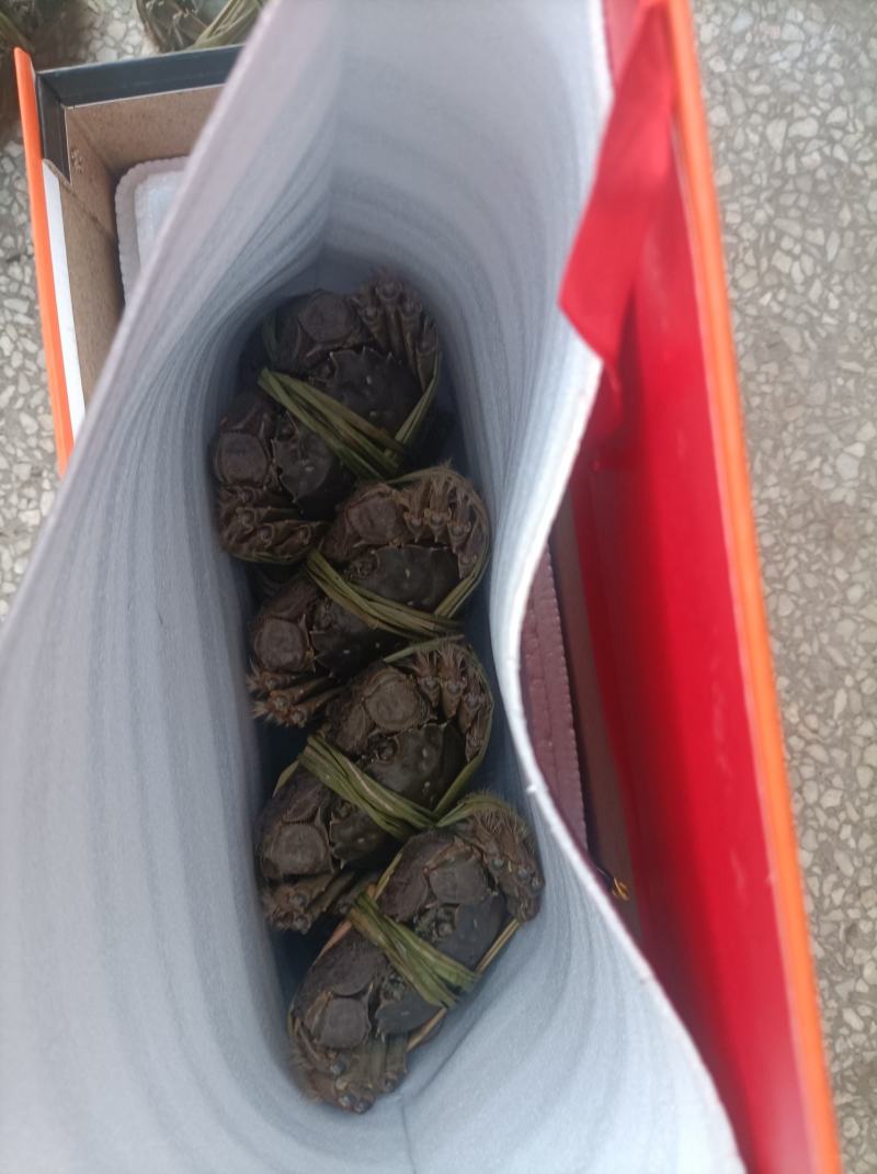 大量出售批发精品残公，精品残母，精品九指公，精品九指母