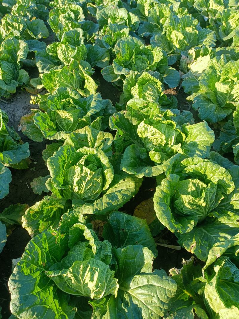 黄心大圆白菜
