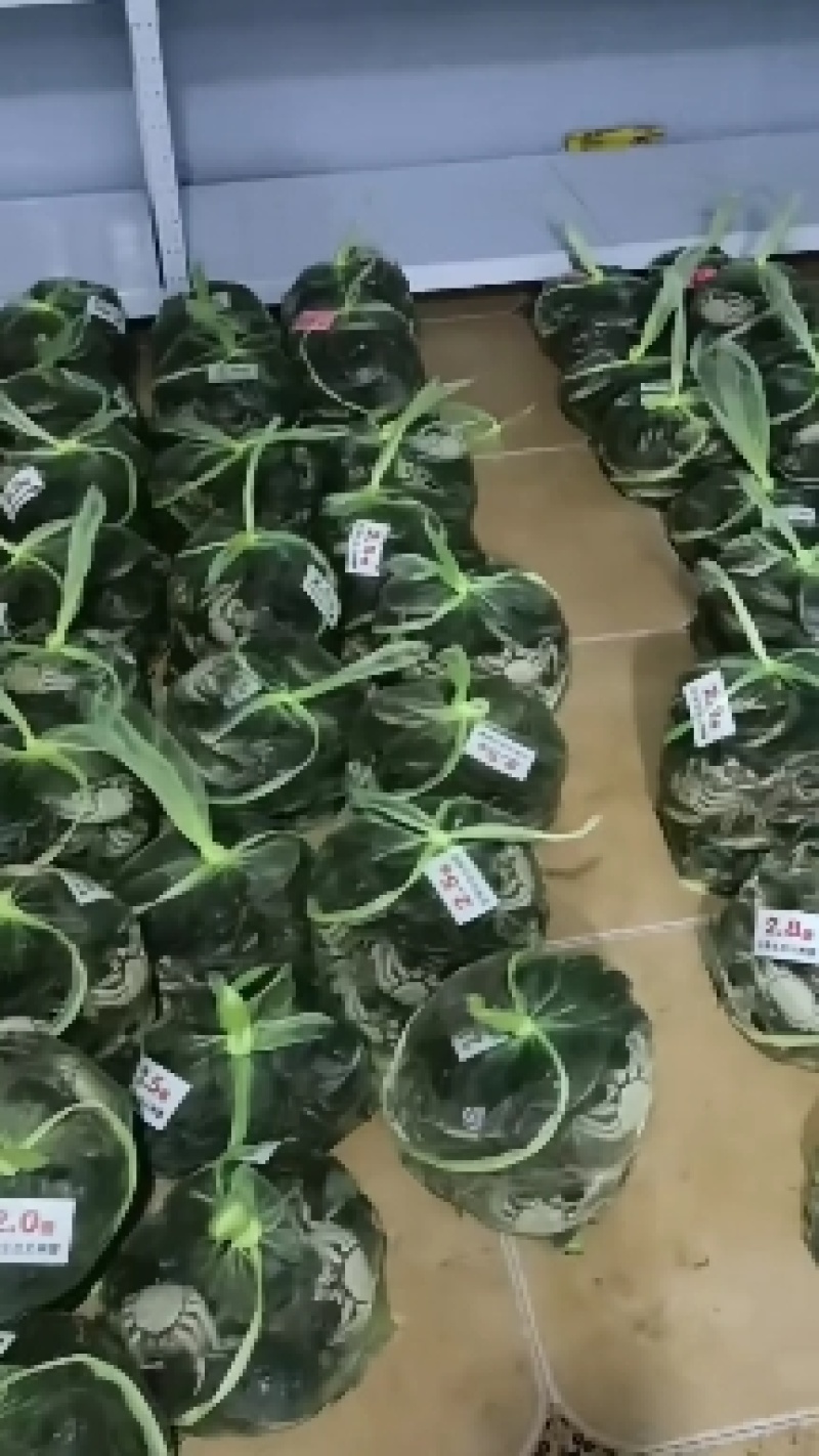 大量出售批发精品残公，精品残母，精品九指公，精品九指母
