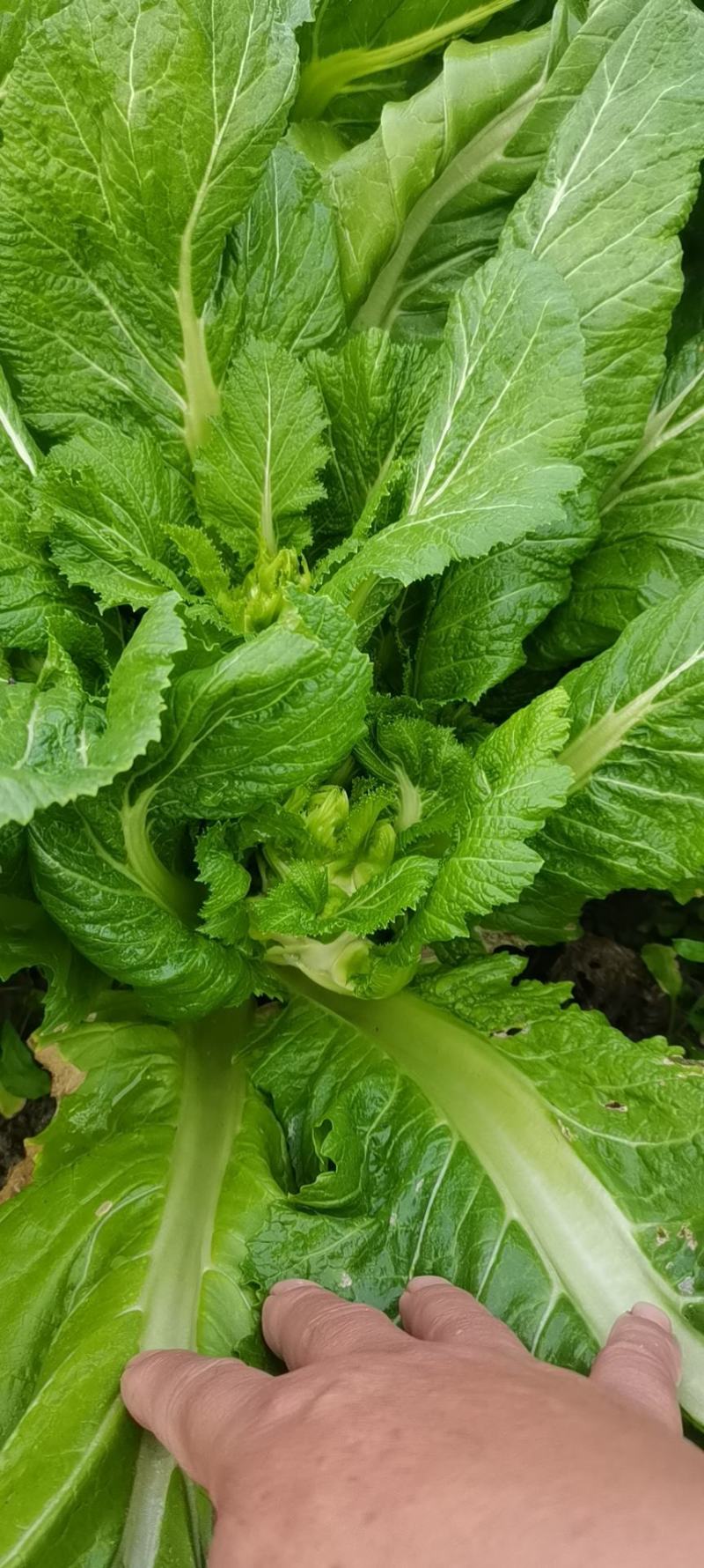 儿菜，四川儿菜，抱儿菜，子母菜。。。。。。。。。。。。。