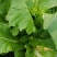 儿菜，四川儿菜，抱儿菜，子母菜。。。。。。。。。。。。。