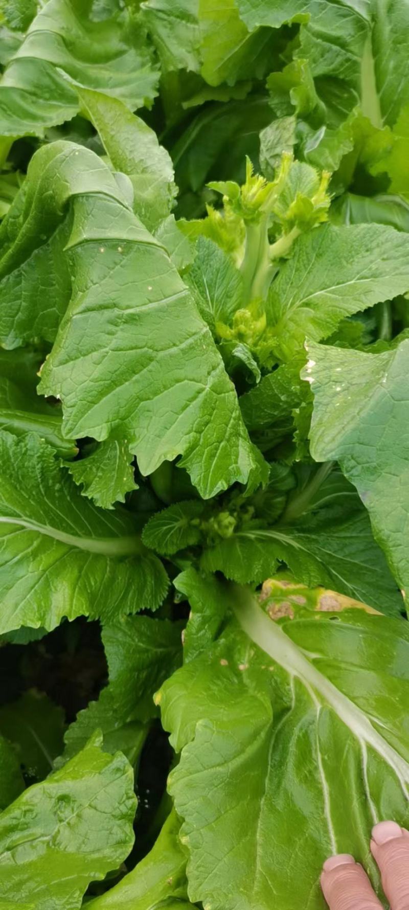 儿菜，四川儿菜，抱儿菜，子母菜。。。。。。。。。。。。。