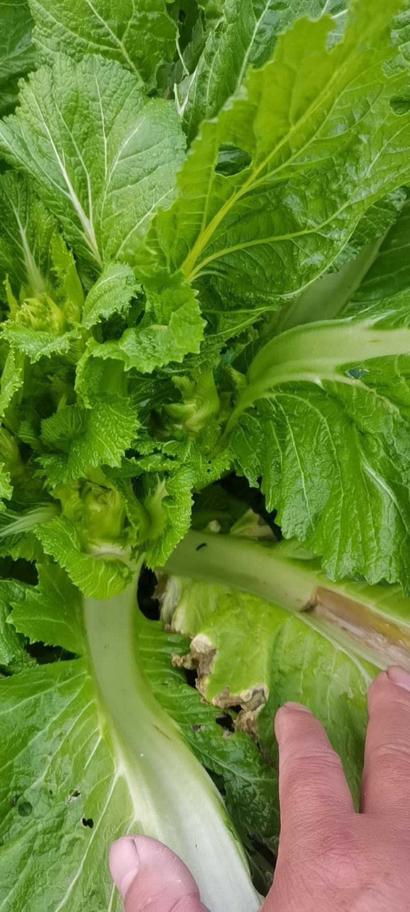 儿菜，四川儿菜，抱儿菜，子母菜。。。。。。。。。。。。。