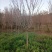 樱花8公分10公分晚樱，早樱,樱花树6-15公分