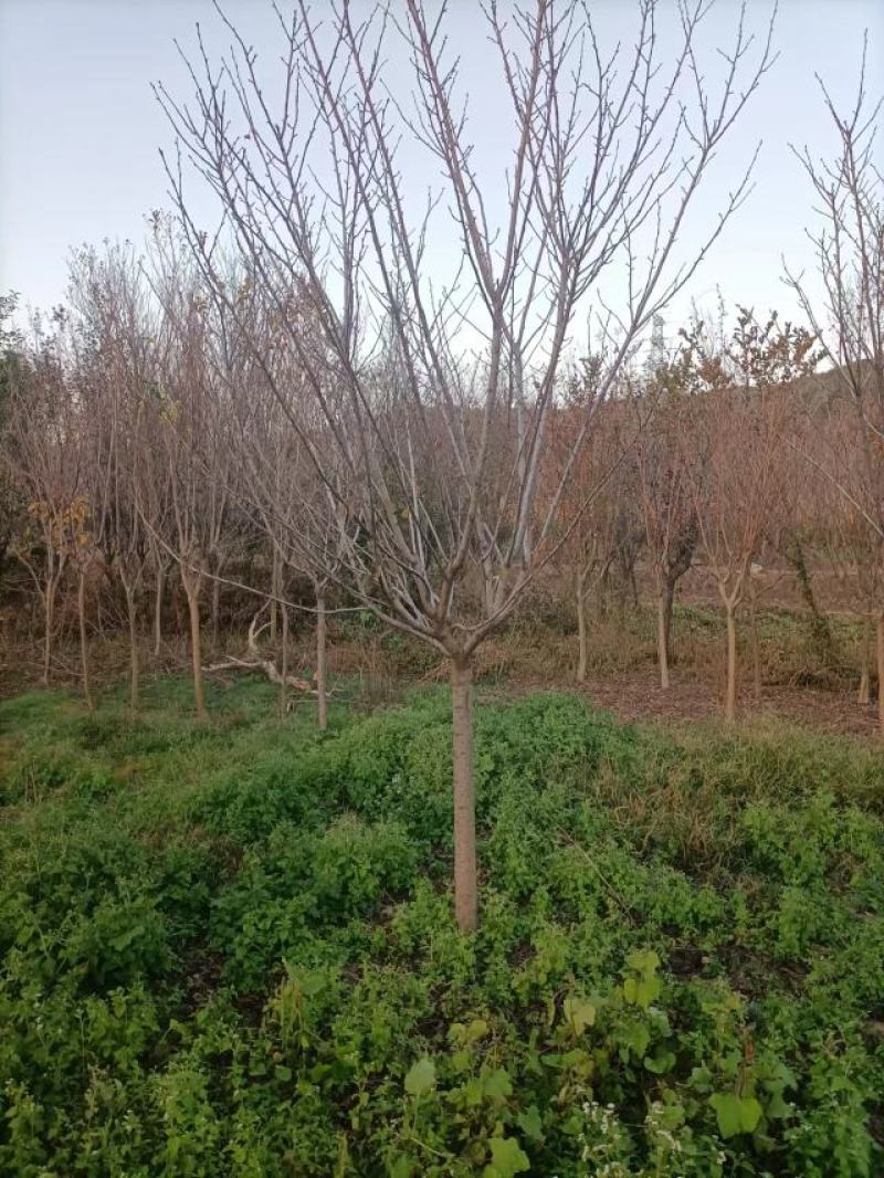 樱花8公分10公分晚樱，早樱,樱花树6-15公分