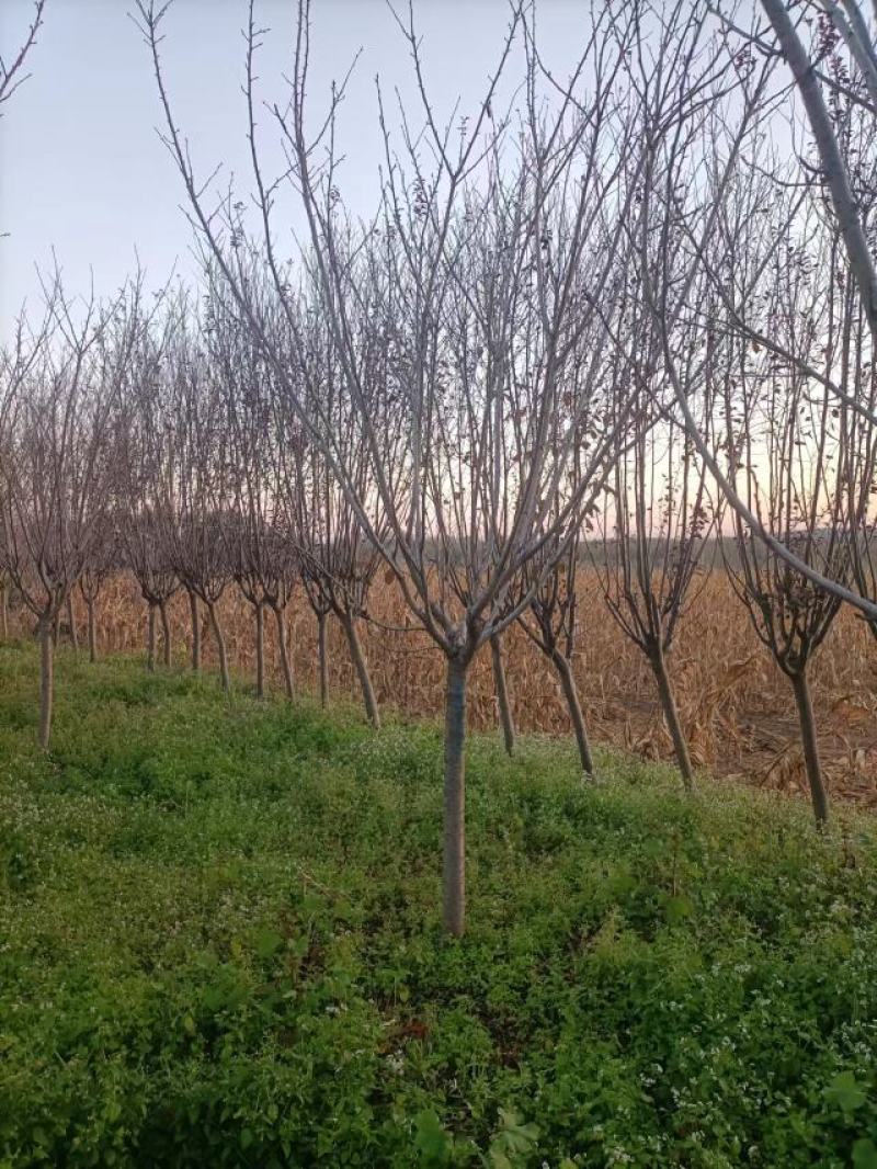 樱花8公分10公分晚樱，早樱,樱花树6-15公分