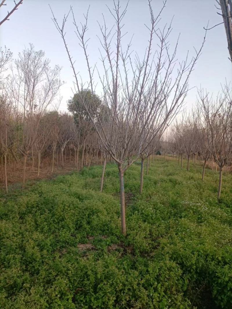 樱花8公分10公分晚樱，早樱,樱花树6-15公分