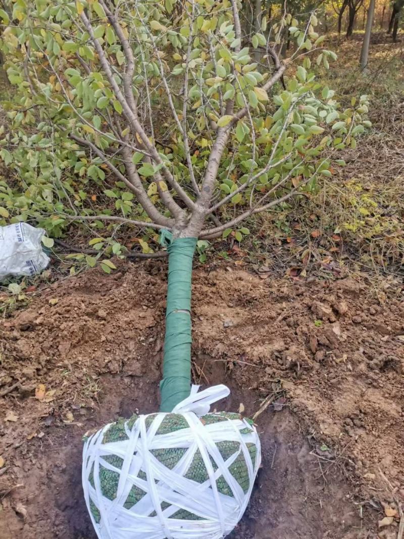 樱花8公分10公分晚樱，早樱,樱花树6-15公分