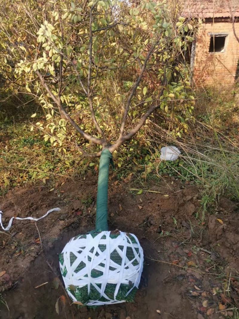 樱花8公分10公分晚樱，早樱,樱花树6-15公分