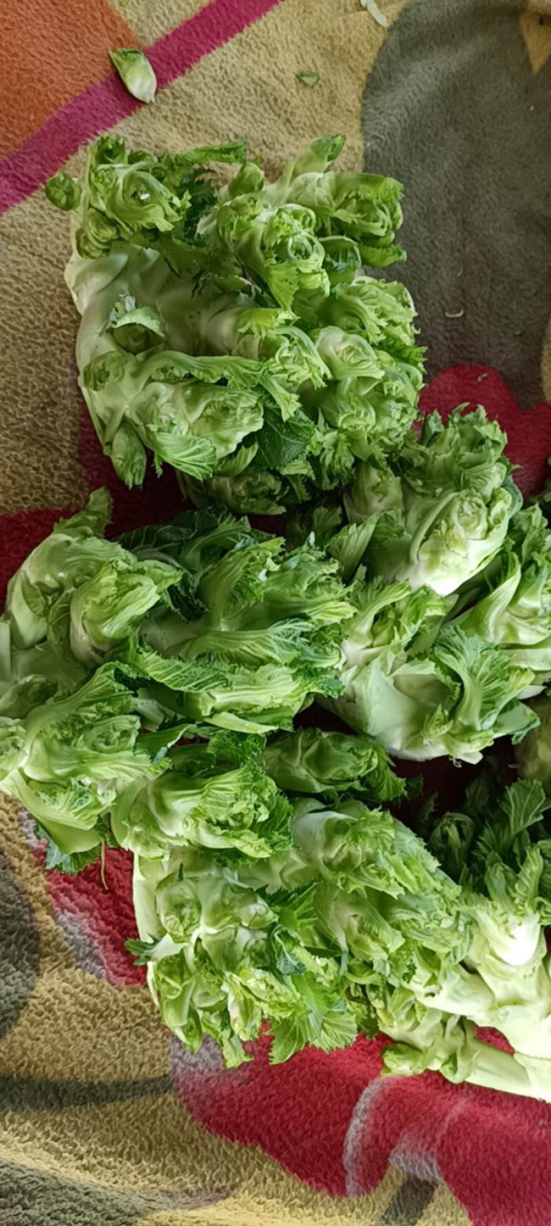 儿菜，四川儿菜，抱儿菜，子母菜。。。。。。。。。。。。。