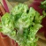 儿菜，四川儿菜，抱儿菜，子母菜。。。。。。。。。。。。。