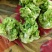 儿菜，四川儿菜，抱儿菜，子母菜。。。。。。。。。。。。。