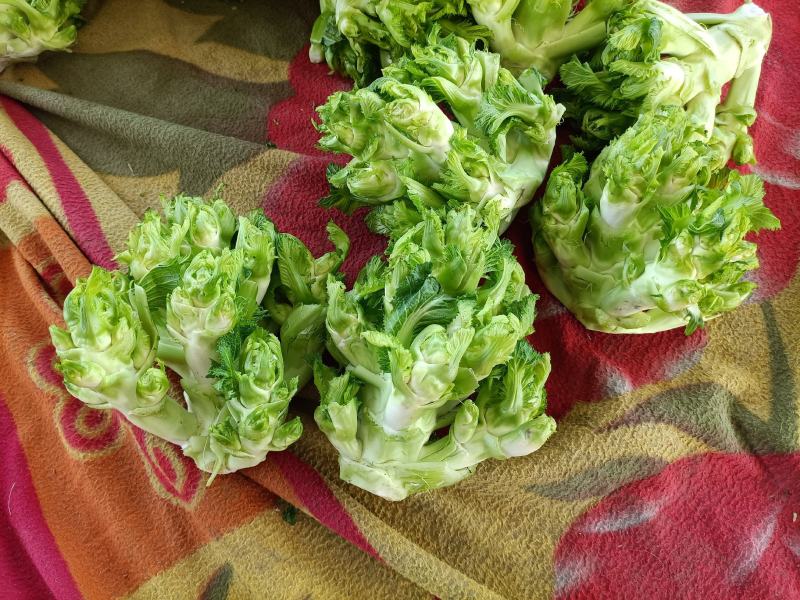 儿菜，四川儿菜，抱儿菜，子母菜。。。。。。。。。。。。。