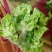 儿菜，四川儿菜，抱儿菜，子母菜。。。。。。。。。。。。。