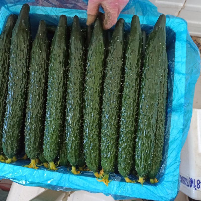 长年供应鲜花，干花精品黄瓜