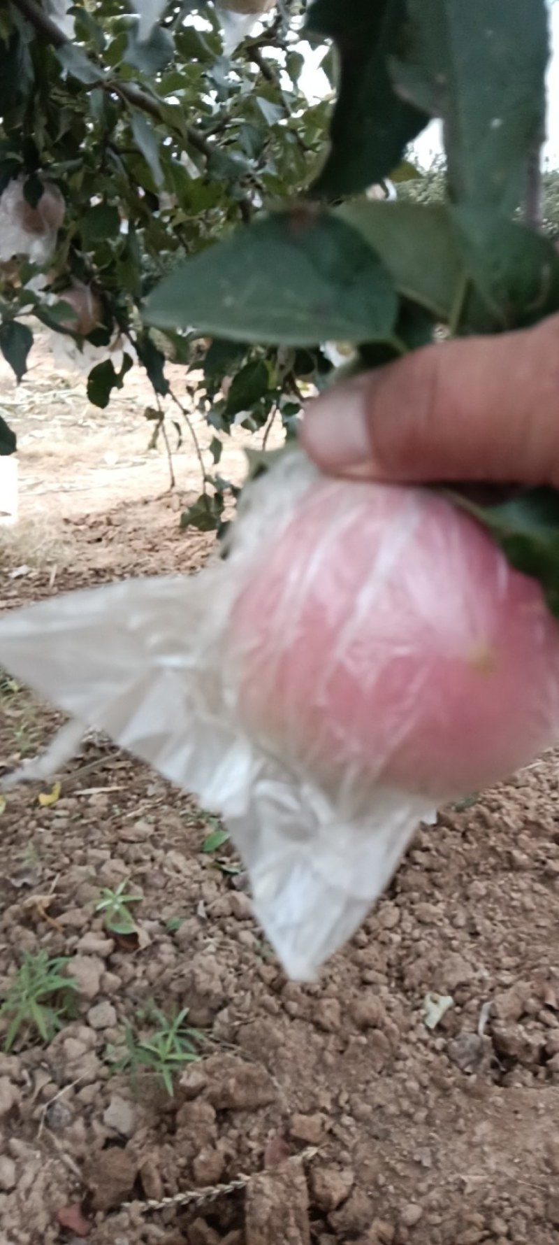 河南苹果，红富士，产区供电商，市场，品质把控，可视频看货