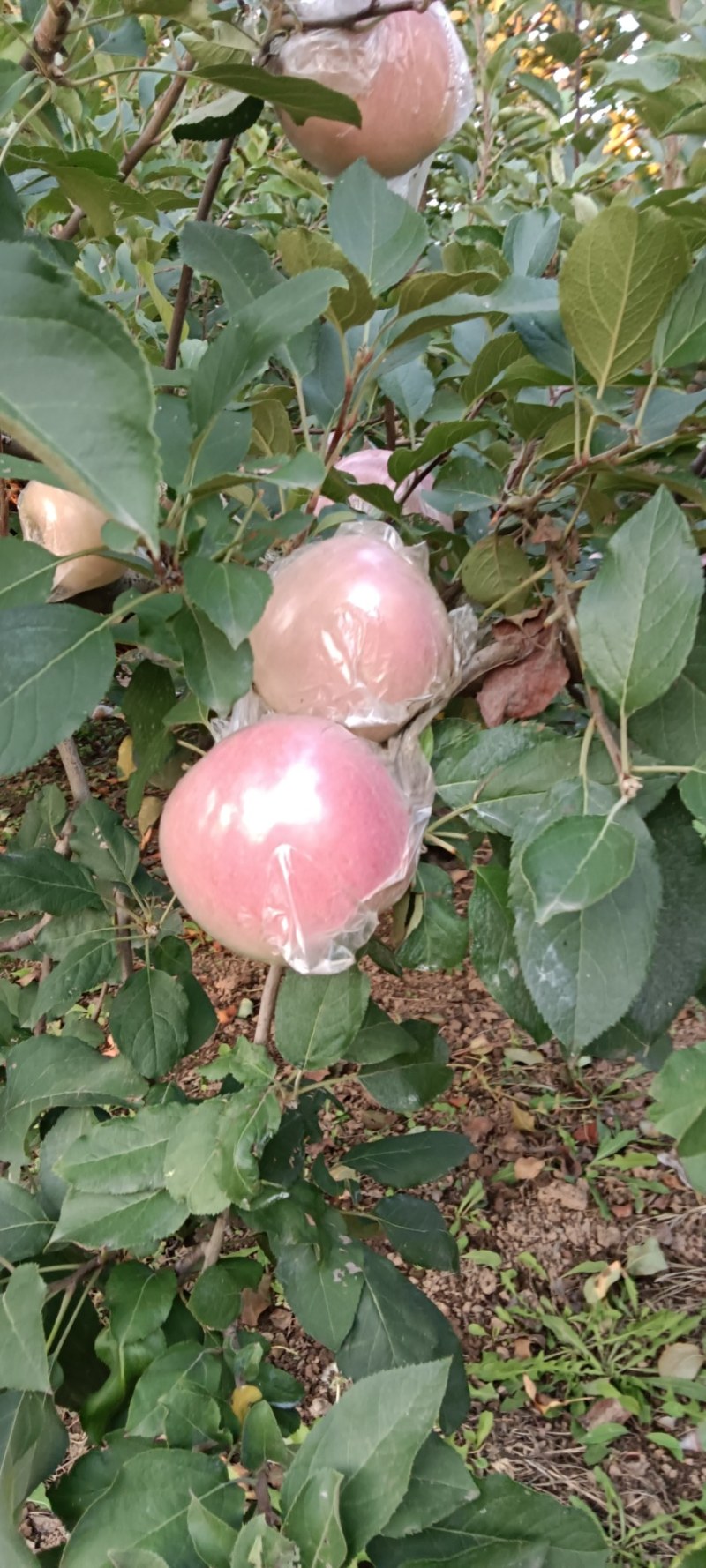 河南苹果，红富士，产区供电商，市场，品质把控，可视频看货