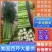 精品西芹，产地直发，全国发货，量大从优，品质保证