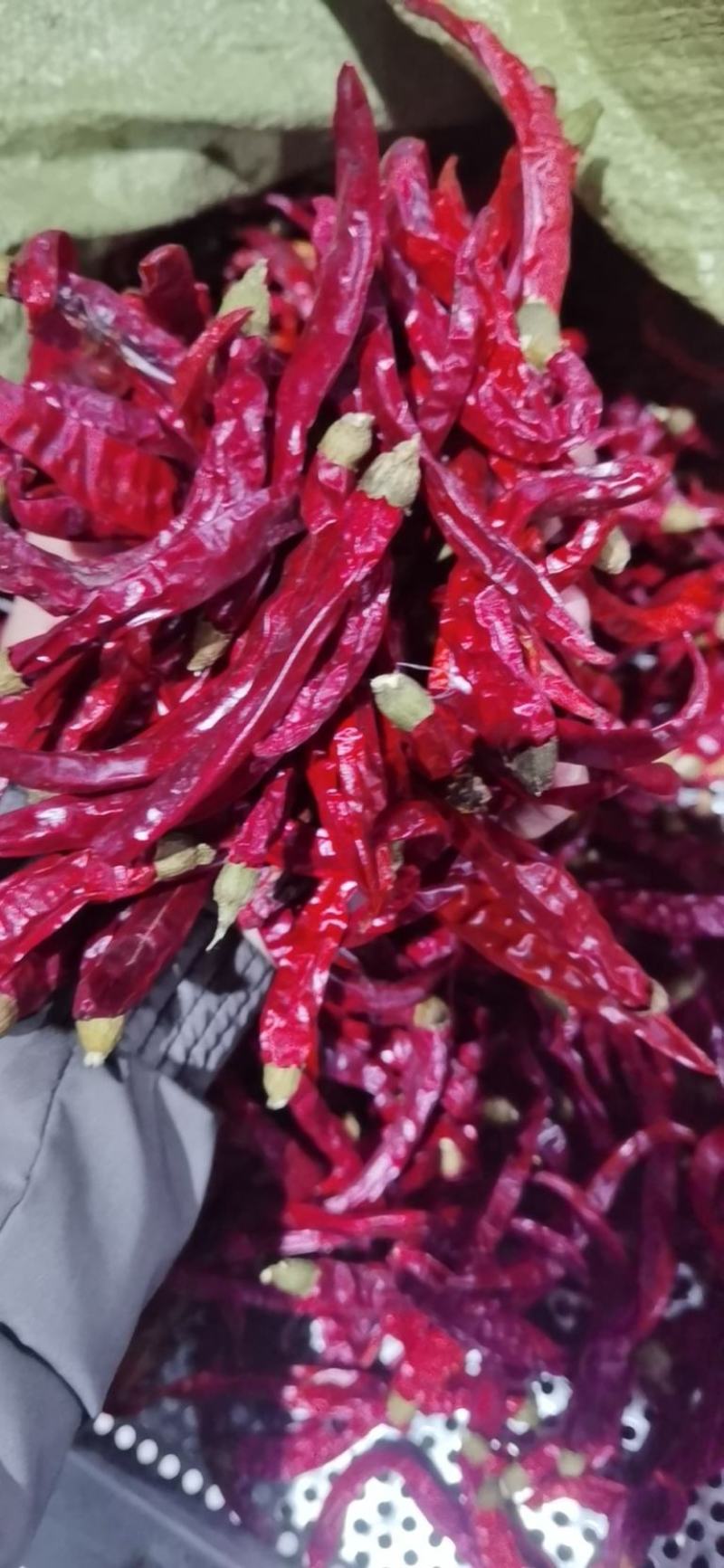 剪把二荆条