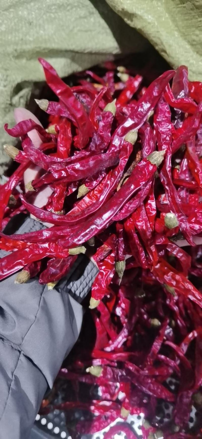 剪把二荆条