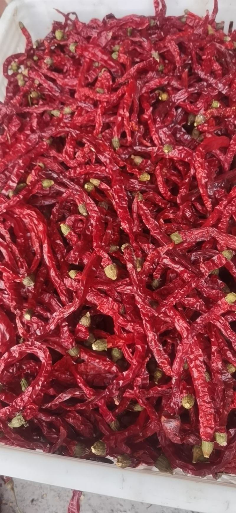 剪把二荆条
