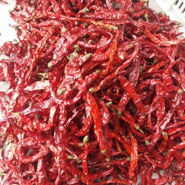 剪把二荆条