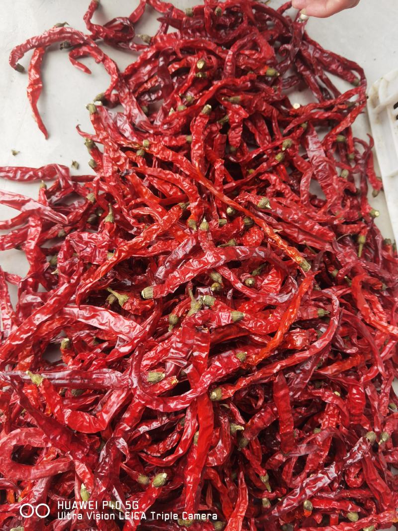 剪把二荆条