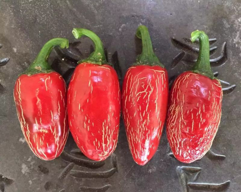 子弹头港椒种子墨西哥辣椒种子抗病味浓辣，适合鲜食腌渍加工