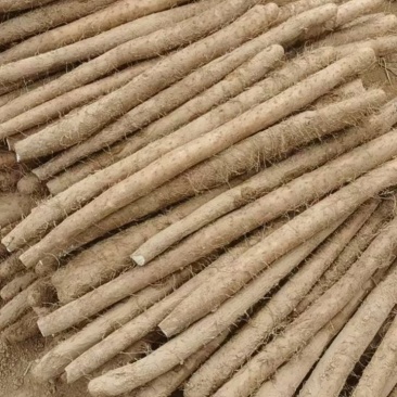大名白玉山药