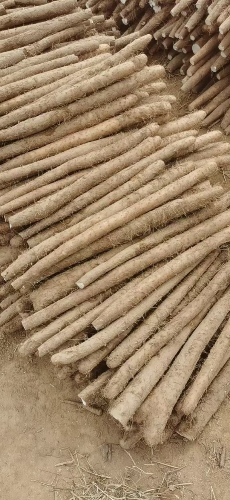 大名白玉山药