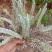 鹿茸草干货六月霜白毛鹿茸草纯净无杂草晒干发货