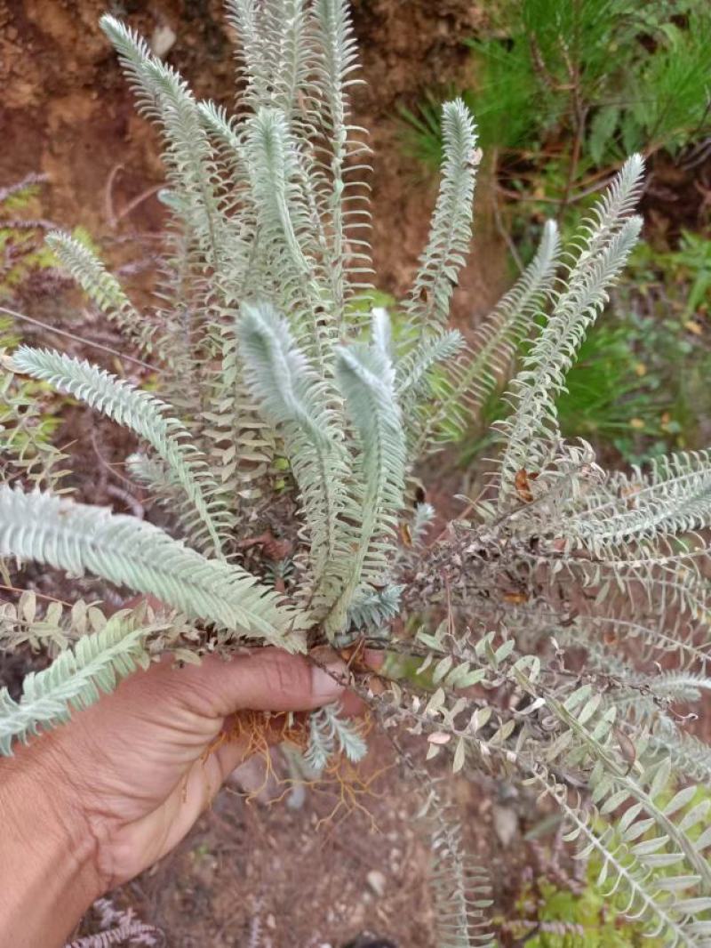 鹿茸草干货六月霜白毛鹿茸草纯净无杂草晒干发货