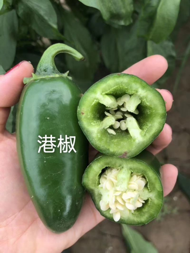 墨西哥辣椒种子时田港椒子弹头辣椒种子味道浓辣，腌渍加工