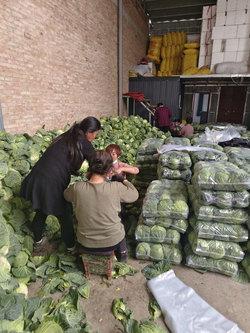 甘蓝类品质质好量大。精品货源，产地直供。