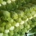 精品黄心白菜，河北黄心白菜，唐山黄心白菜，大量现货