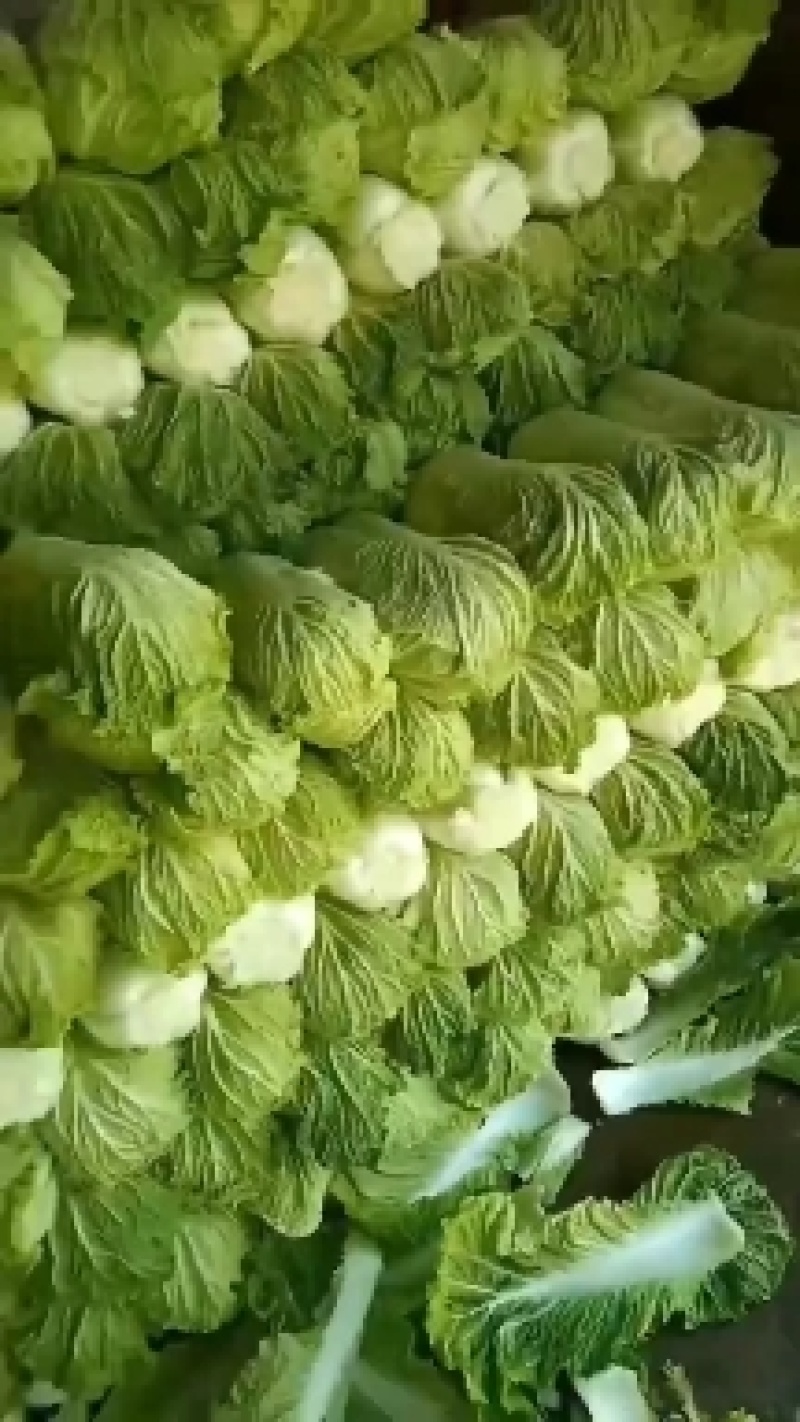 精品黄心白菜，河北黄心白菜，唐山黄心白菜，大量现货