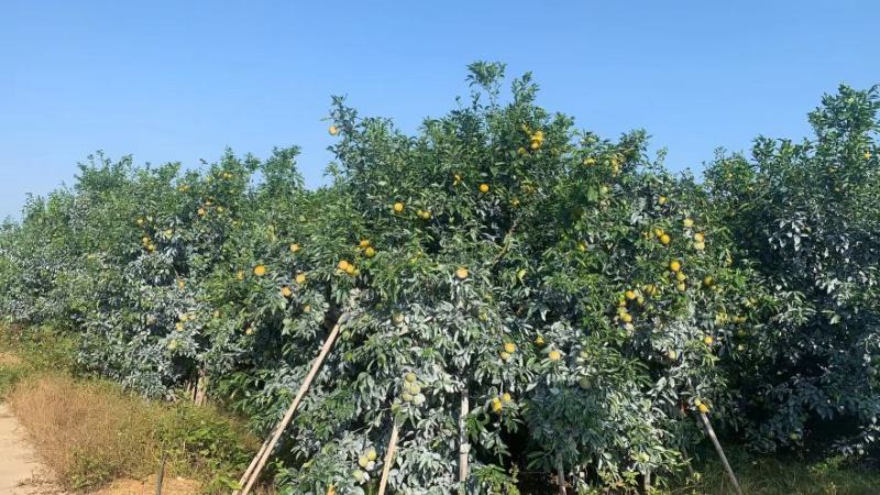 沃柑货源已备好。基地货百家货都有。各类品质规格货一应俱全