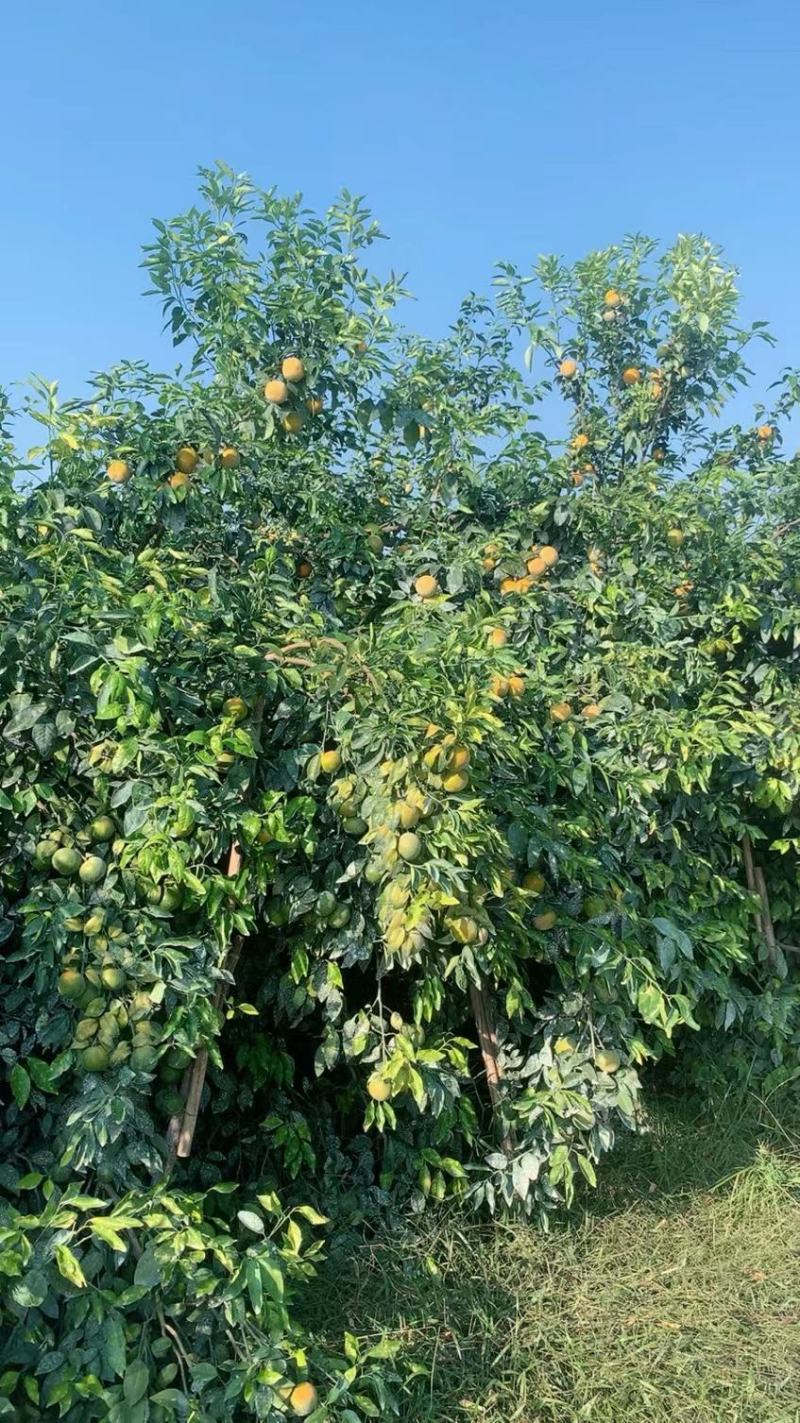 沃柑货源已备好。基地货百家货都有。各类品质规格货一应俱全