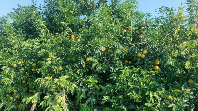沃柑货源已备好。基地货百家货都有。各类品质规格货一应俱全