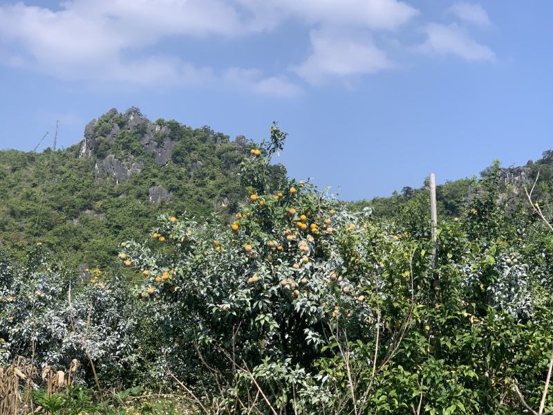 沃柑货源已备好。基地货百家货都有。各类品质规格货一应俱全