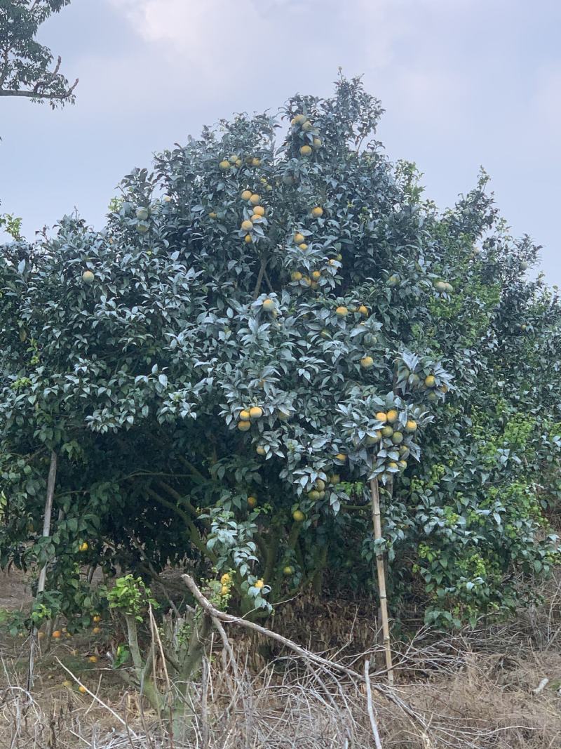 沃柑货源已备好。基地货百家货都有。各类品质规格货一应俱全