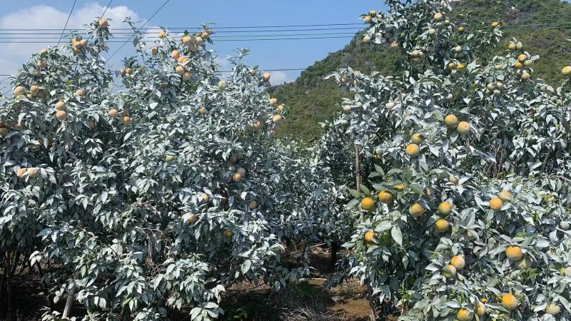 沃柑货源已备好。基地货百家货都有。各类品质规格货一应俱全