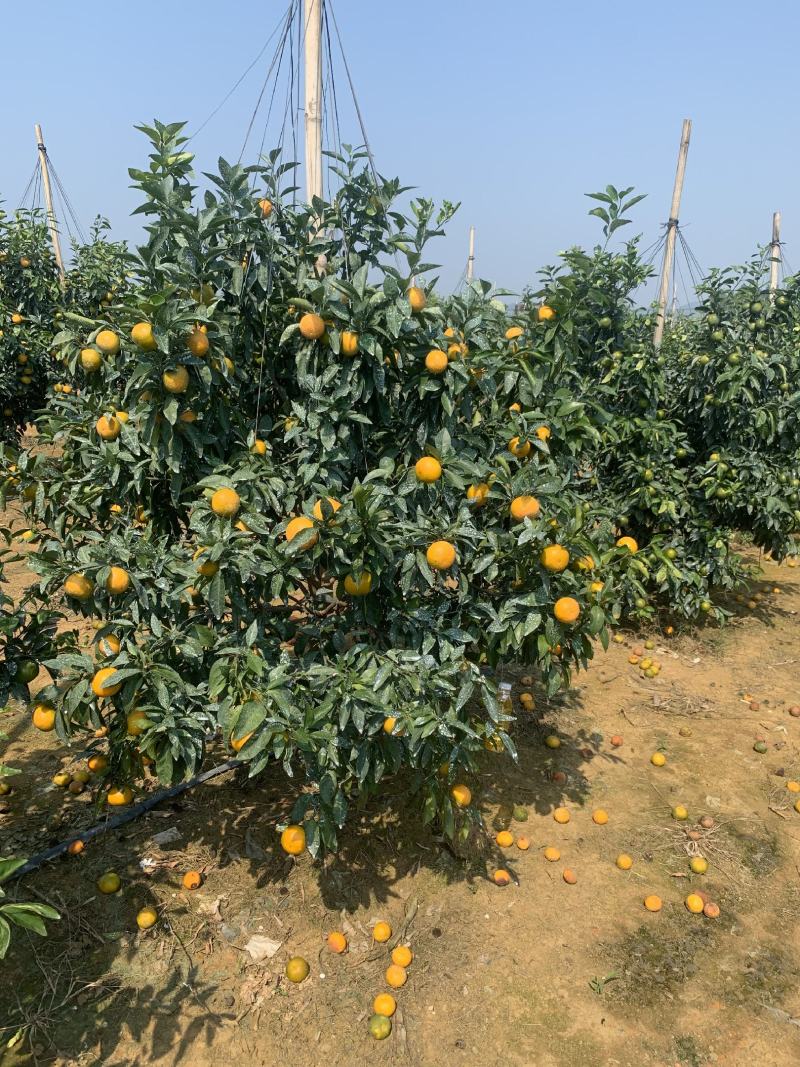 沃柑货源已备好。基地货百家货都有。各类品质规格货一应俱全