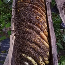 大山里的纯土蜂蜜百花蜜，产地直发，质量保证，