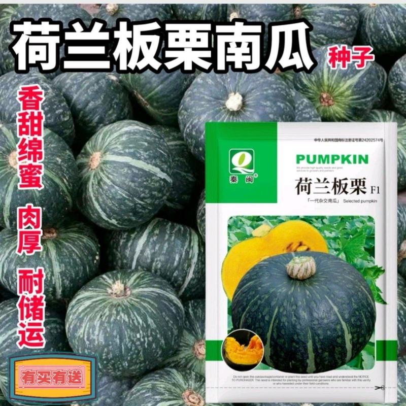 荷兰板栗南瓜种子农户农家庭院阳台均可种植蔬菜种子