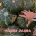 荷兰板栗南瓜种子农户农家庭院阳台均可种植蔬菜种子