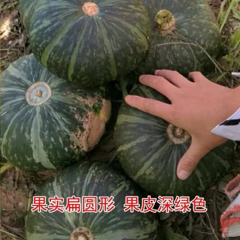 荷兰板栗南瓜种子农户农家庭院阳台均可种植蔬菜种子