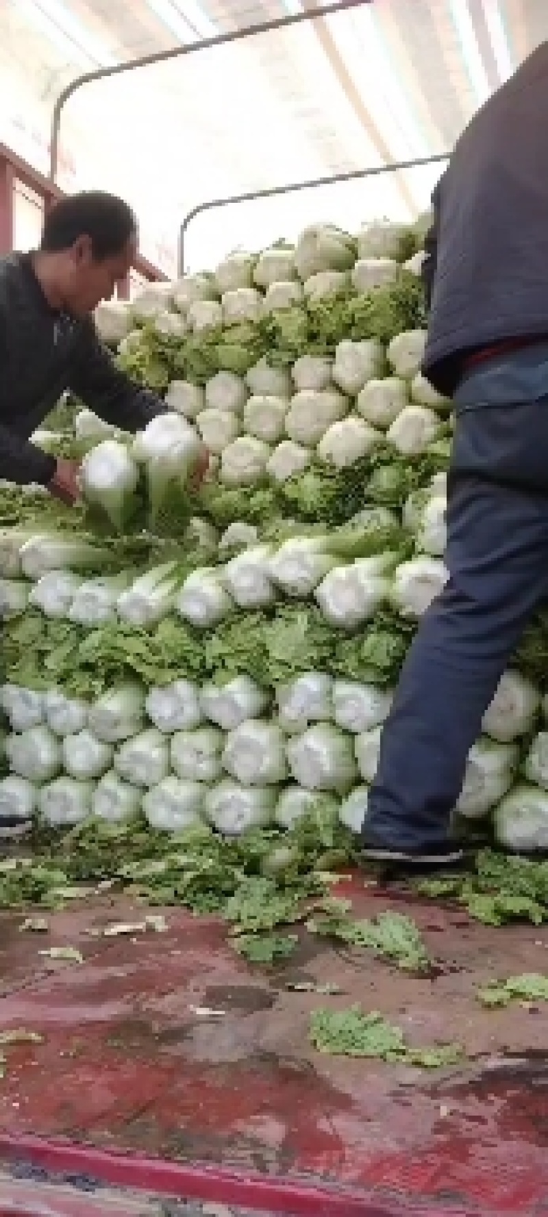 河北，北京新三号大白菜，产地直发，货源充足。保证质量！